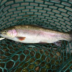 朽木渓流魚センタールアーフィールド